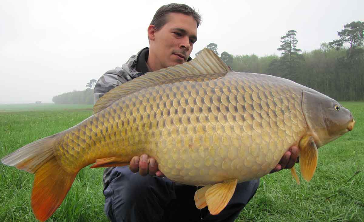 Funkbissanzeiger Karpfen Fisch